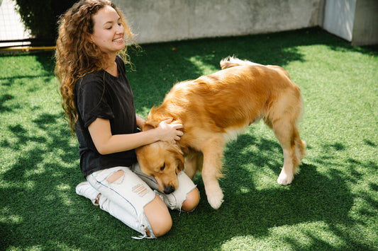 Best Tick Treatments for Dogs