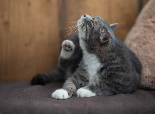 Tick Prevention for Cats: Natural vs Prescription Solutions