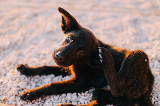 The Ultimate Guide to Flea Prevention for Dogs in Australia
