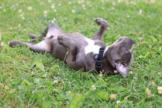 Worming Your Dog: How Often and Why It Matters