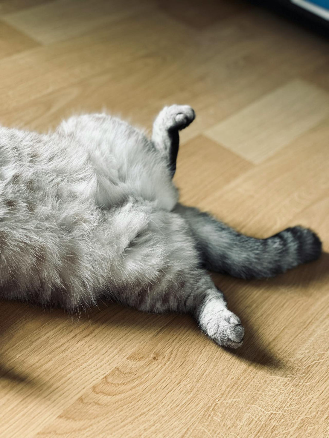 Worming Cats: Everything Aussie Pet Parents Should Know
